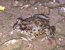 Leptodactylus lithonaetes.jpg