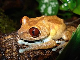 Лісова жаба улугурська