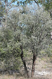 <i>Leptospermum lamellatum</i>