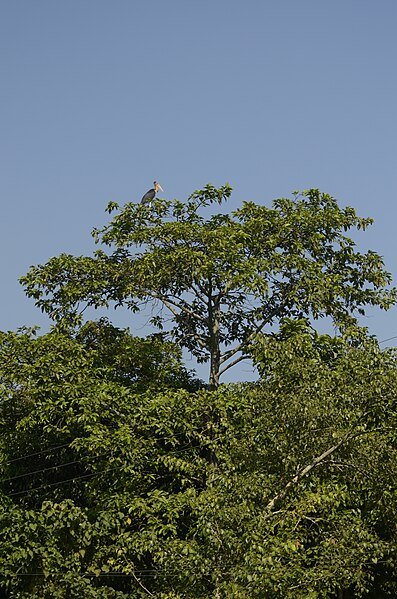 File:Lesser adjutant (Leptoptilos javanicus) in Assam JEG0706.jpg