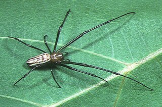 <i>Leucauge celebesiana</i> Species of spider