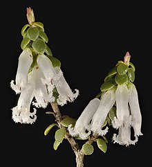 Leucopogon dielsianus - Flickr - Kevin Thiele.jpg