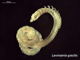 Levinsenia gracilis