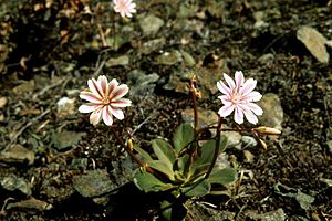 Amère commune (Lewisia cotyledon)