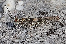 Lichen Grasshopper - Trimerotropis saxatilis, Little River Canyon milliy qo'riqxonasi, Peyn Fort, Alabama.jpg