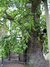 1000 year old pedunculate oak trunk.