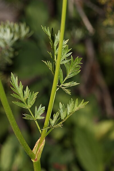 File:Ligusticum grayi 8467.JPG