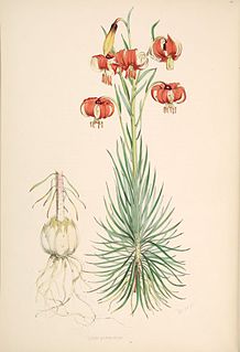 <i>Lilium pomponium</i> Species of lily