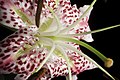 Lilium speciosum var. speciosum