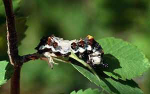 Butterfly Viceroy: Ecology, Flight period, Habitat