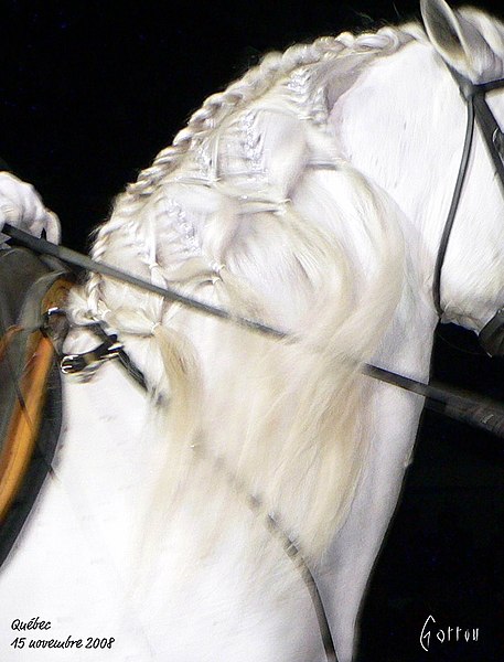 File:Lipizzan (Québec - 15 novembre 2008) (3035007503).jpg