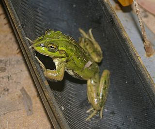 Dahls aquatic frog Species of amphibian