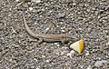 Lizard with piece of apple