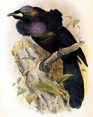 <span class="mw-page-title-main">Rothschild's lobe-billed bird-of-paradise</span> Hybrid bird
