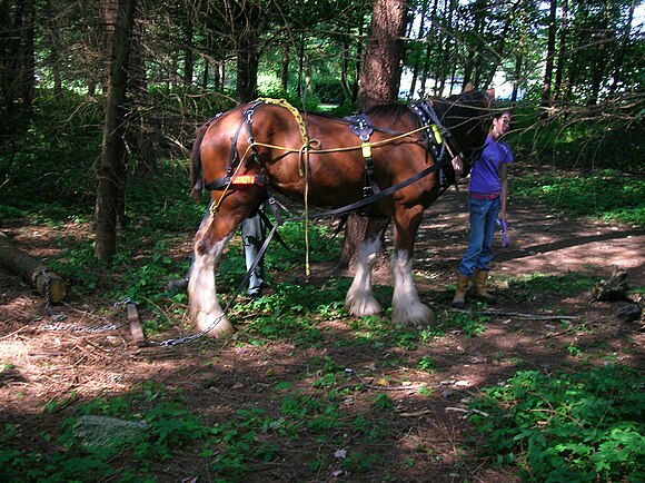 Extracting logs with a Clydesdale at Eglinton Country Park in Scotland.
