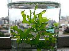 Lomariopsis gametophyte in water.jpg