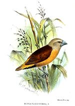 Thumbnail for Yellow-rumped mannikin