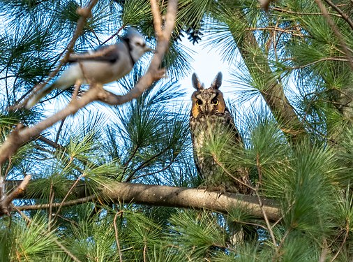 Long-eared owl, Central Park