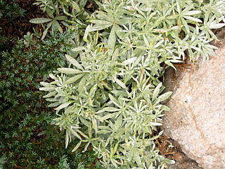 <i>Lupinus obtusilobus</i> species of plant