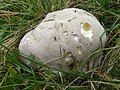 Lycoperdon pratense