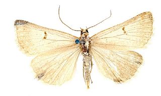 <i>Lygephila pallida</i> Species of moth
