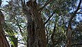 Trunk and bark of mature tree