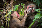 Brown and red monkeys