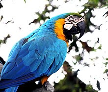 True parrot - Wikipedia