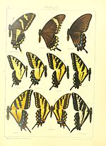 Thumbnail for Papilio thersites