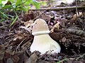 Macrolepiota Procera: Istoric, Descriere, Confuzii