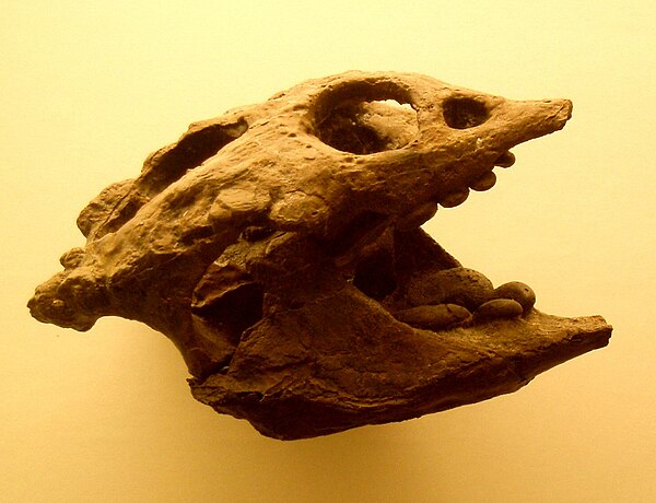 Macroplacus raeticus skull