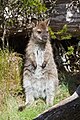 Bennett's Wallaby (Macropus rufogriseus rufogriseus) juvenile, Walls of Jerusalem National Park, Tasmania, Australia