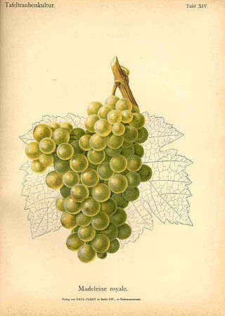 <span class="mw-page-title-main">Madeleine Royale</span> Variety of grape