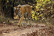 Tigress Madhuri in the Agarzari Buffer Madhuri (Tigress) - Agarzari Buffer - TATR.jpg