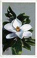Magnolia Blossom (NBY 428764).jpg
