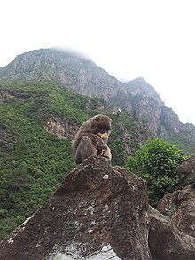 Poster en cadre Singe magot ous macaque berbère (Macaca sylvanus) 