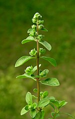 Marjoram leaves