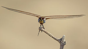 Male Common Glider face (17068781047).jpg