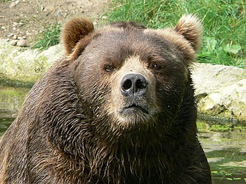 Ursus arctos middendorffi /kodiak bear/ Kodiakbär