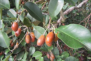 <i>Manilkara kauki</i> Species of tree