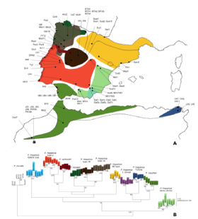 Área de distribución e filoxenia das especies do xénero Podarcis na península Ibérica e o norte de África.