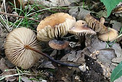 Gelsvarudis mažūnis (Marasmius cohaerens)