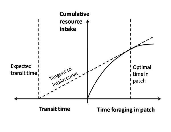 The optimal time spent in a patch is given by the tangent to the resource intake curve that departs from the expected transit time value. Any other line crossing the resource intake curve has a shallower slope and thus a sub-optimal resource intake rate. Marginalvaluetheorem.jpg