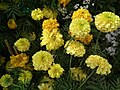 Marigold