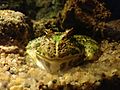 Marine Frog.jpg