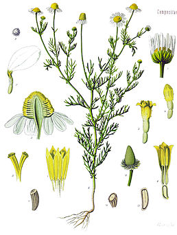 Matricaria recutita