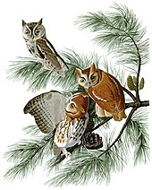 Illustration of the eastern screech owl by Audubon Megascops asioAWP097AAAA.jpg