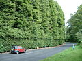 Hình thu nhỏ cho Meikleour Beech Hedge