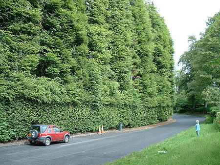 Meikleour Beech Hedge