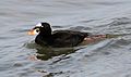 Male, Barnegat, NJ